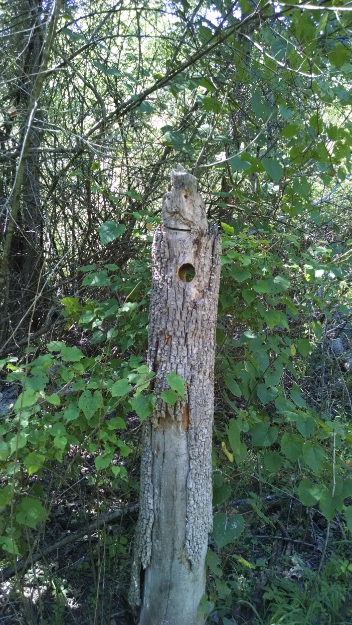 Hole in Tree Stump